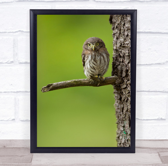 Owl Nature Birds Animals Wildlife Forest Green Pygmy Owls Bird Wall Art Print