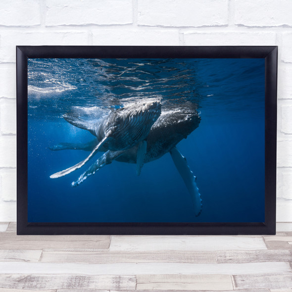 Whale Humpback Baleine Wildlife Underwater Cetacea Diver Ocean Wall Art Print