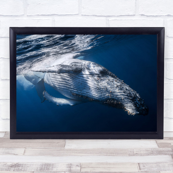 Whale Humpback Cetacean Cetacea Underwater Dive Reunion Island Wall Art Print