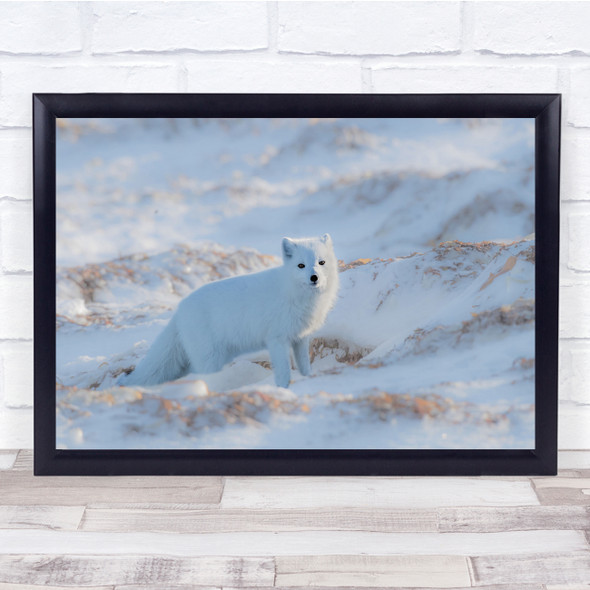 Wildlife Wild Nature Animal Animals Fox Foxes Arctic Snow Cold Wall Art Print