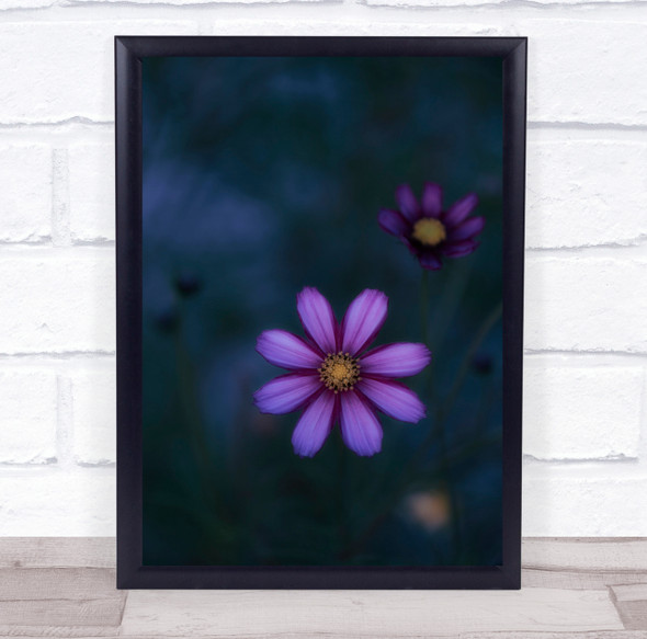 Flowers Cosmos Flower Flora Floral Macro Dark Low Key Low-Key Wall Art Print