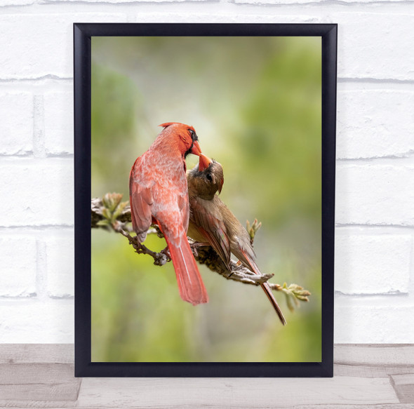 Kiss Tender Tenderness Hug Embrace Love Romance Romantic Bird Wall Art Print