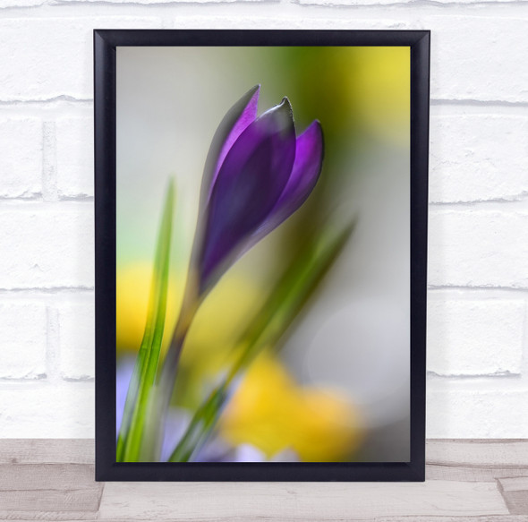 Macro Flower Crocus Flora Floral Purple Blurry Bokeh Delicate Wall Art Print