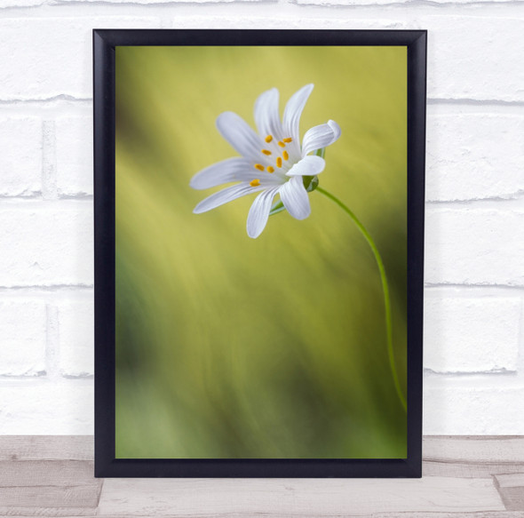 Macro Flower Green Stitchwort Gentle Delicate Soft Bokeh Blur Wall Art Print