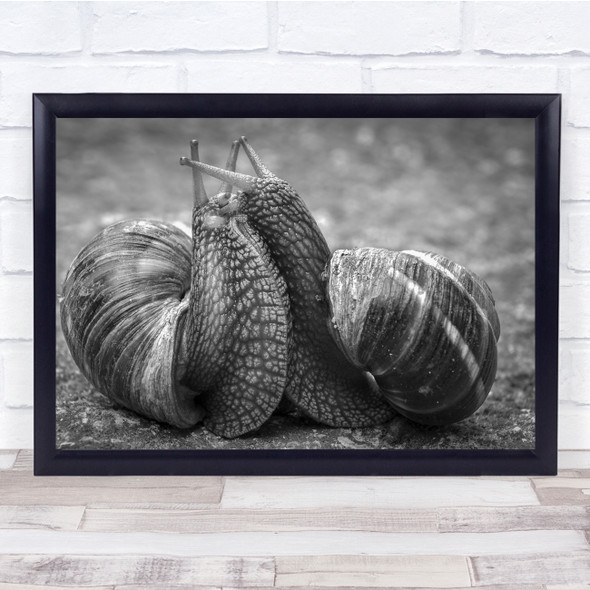 Macro Snail Snails Shell Shells Hug Embrace Kiss Kissing Love Wall Art Print