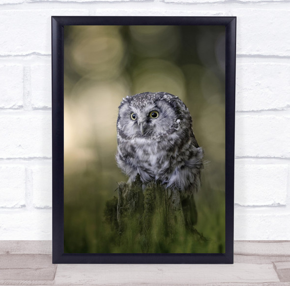 Owl Forest Bird Owls Birds Wildlife Wild Nature Animal Little Wall Art Print