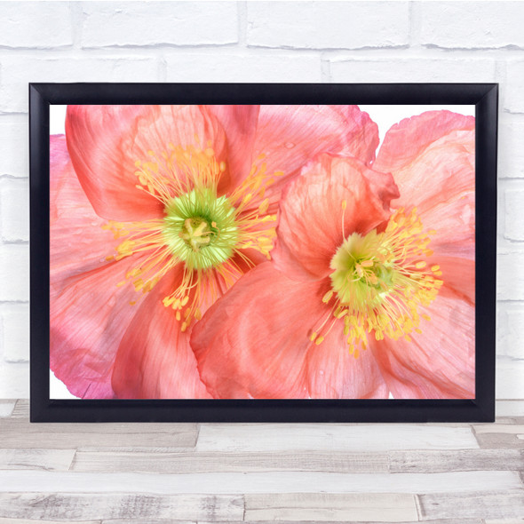 Poppy Papaver Summer Flower Nature Pink Floral Close-Up Macro Wall Art Print