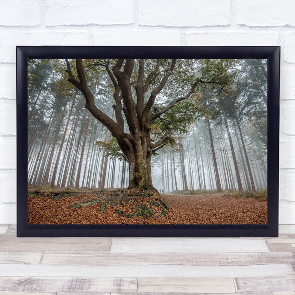 Tree Trees Lonely Trunks Fog Mist Haze Forest Pov Perspective Wall Art Print