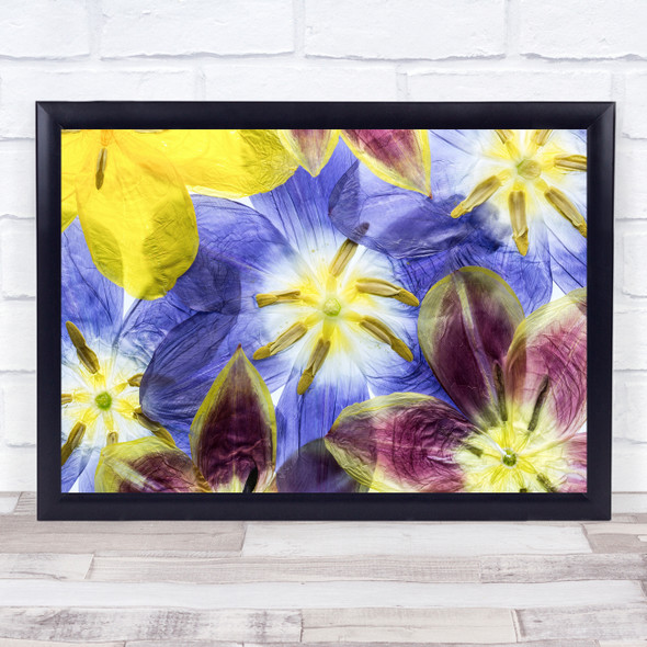 Tulip Spring Flower Floral Flora Garden Plant Pressed Flowers Wall Art Print