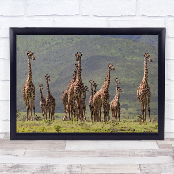 Africa Tanzania Safari Giraffe Giraffes Savannah Group Flock Wall Art Print