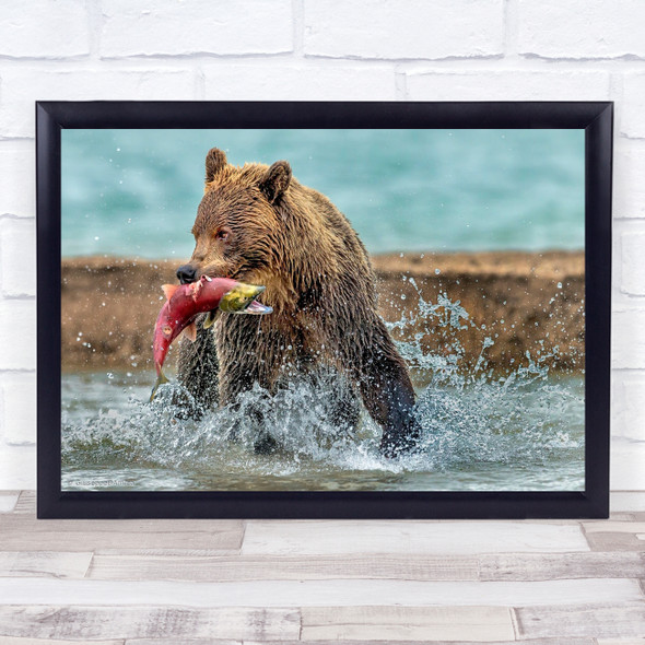 Animal Nature Wild Kamchatka Russia Bear Bears Brown Animals Wall Art Print