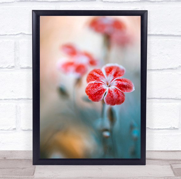 Dianthus Summer Flower Floral Flora Red Garden Flowers Macro Wall Art Print