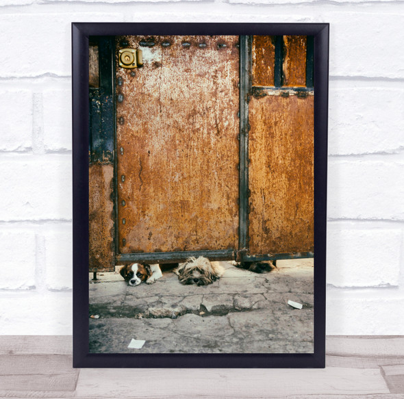 Dogs Street Door Rust Outdoor Dog Animal Animals Trio Buenos Wall Art Print