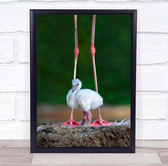 Flamingo Bird Flamingos Birds Animal Animals Neck Beak Beaks Wall Art Print