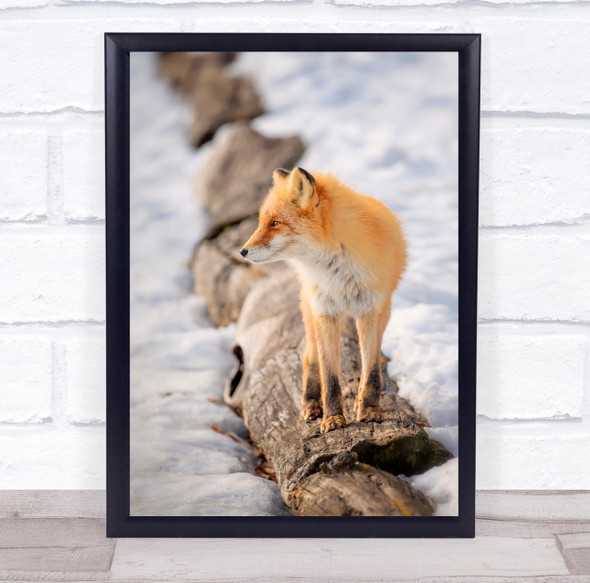 Fox Foxes Red Bokeh Animal Animals Wild Wildlife Snow Winter Wall Art Print