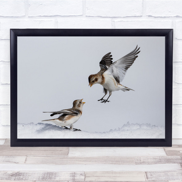 Snow Buntings Fight Snow Birds Italy Winter Frost Ice Frozen Wall Art Print