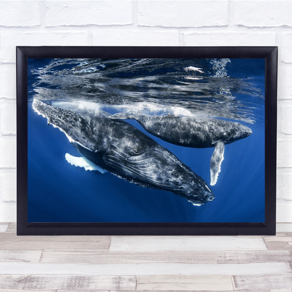 Underwater Huge Giant Giants Humpback Whale Whales Water Sea Wall Art Print
