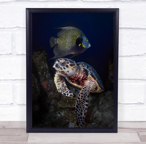 Underwater Shell Wildlife Wild Nature Animal Animals Turtles Wall Art Print