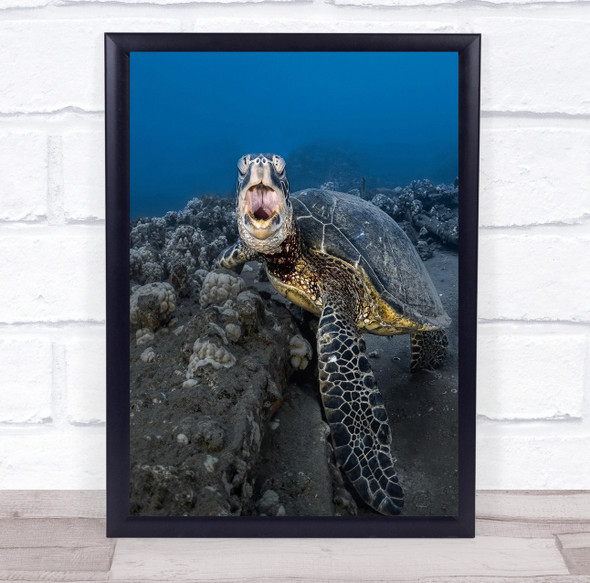 Underwater Turtle Sea Turtles Yawn Yawning Bottom Ocean Reef Wall Art Print