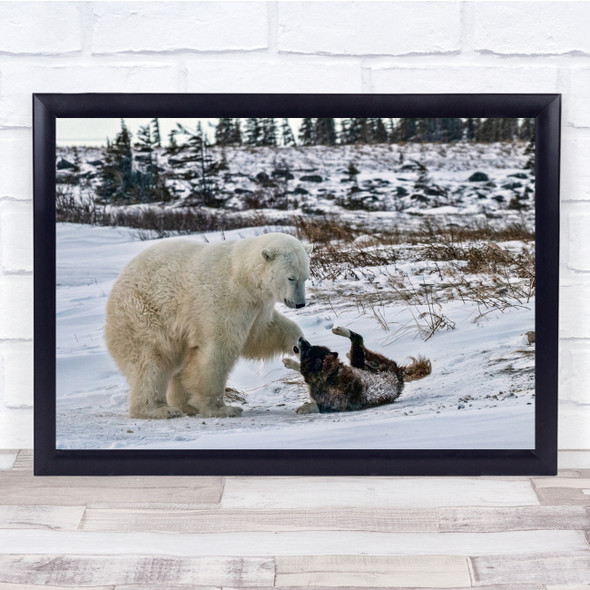 Dog Polar Bear Animal Animals Husky Winter Snow Cold Canada Wall Art Print