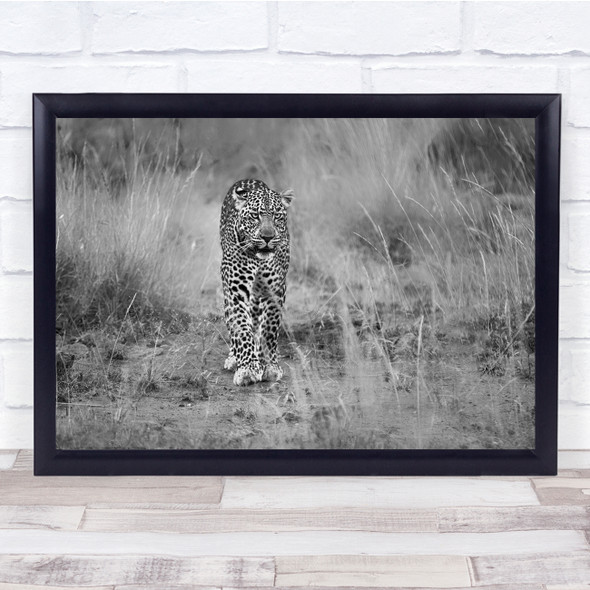 Leopard Safari Africa Grass Stalking Feline Black and white Wall Art Print