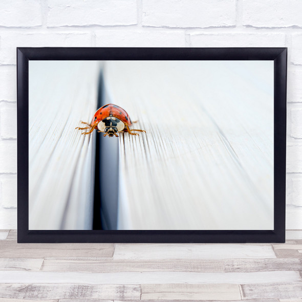 Macro Lady Bug Insect Red White Legs Eyes Book Ladybug Page Wall Art Print