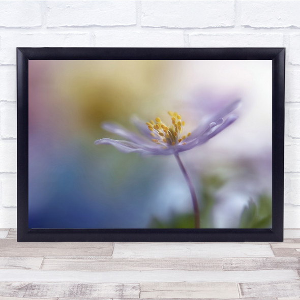 Macro Spring Flower Anemone Summer Purple Bokeh Soft Gentle Wall Art Print