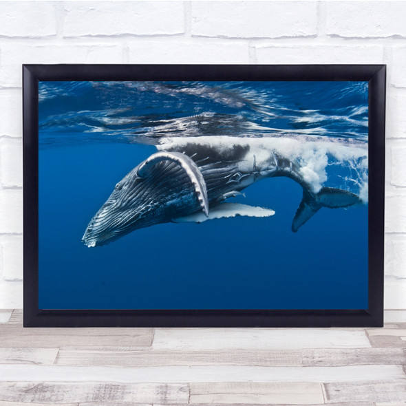 Whale Underwater Surface Water Blue Ocean Sea Dive Humpback Wall Art Print