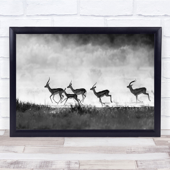 Gazelle Gazelles Run Running Fast Hurry Black & White Panorama Wild Print