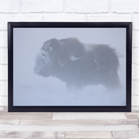 Bison Ox Musk Winter Snow Blizzard Cold Animal Frost Windy Wall Art Print