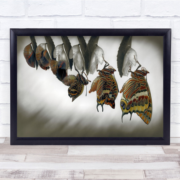 Butterfly Emergence Evolution Emerge Born Creation Genesis Wall Art Print