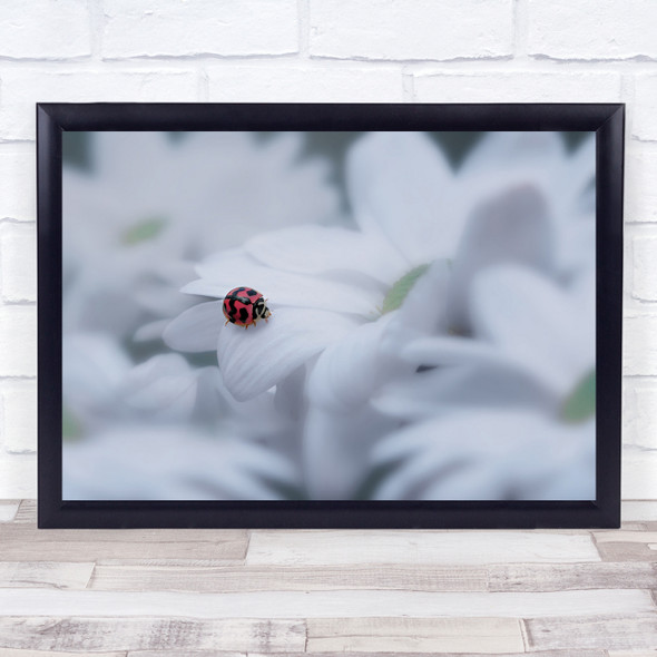 Insect Insects Macro Ladybug Ladybird Bokeh Flower Flowers Wall Art Print