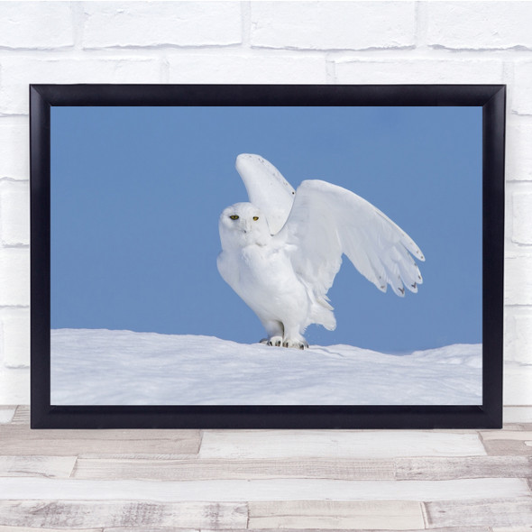 Snowy Owl Snow Winter Bird Birds Canada Cold Hunting Frost Wall Art Print