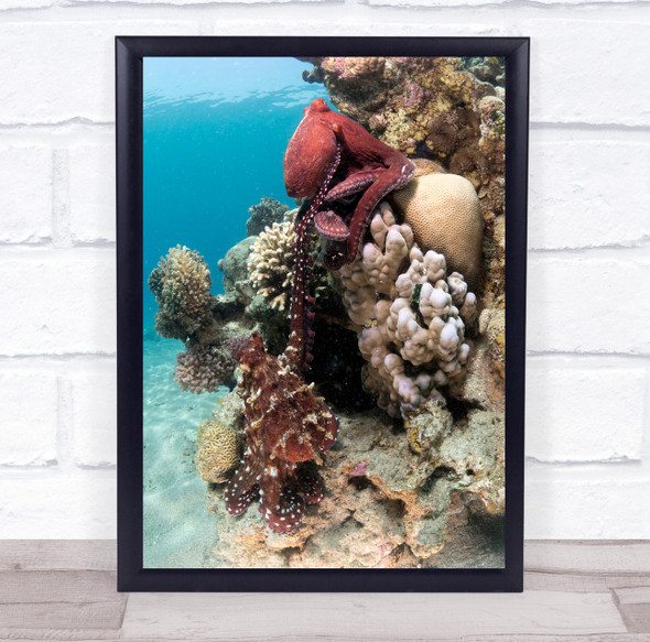 Underwater Water Octopus Octopuses Coral Reef Reefs Bottom Wall Art Print