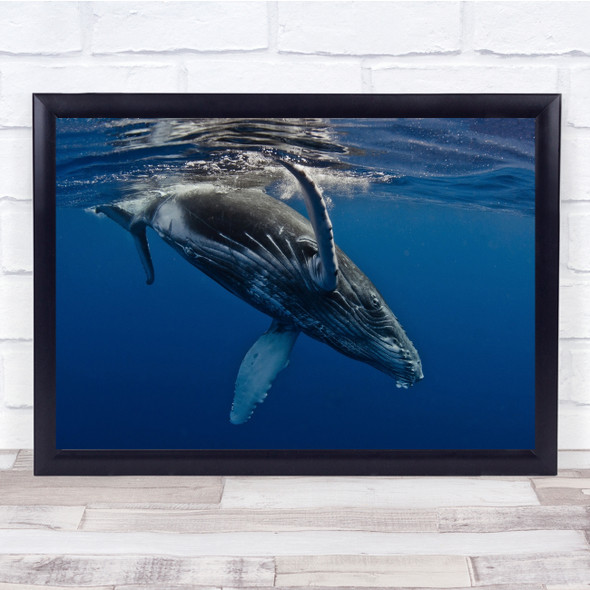 Humpback Whales underwater Sealife Island Blue Giant Huge Big Deep Print
