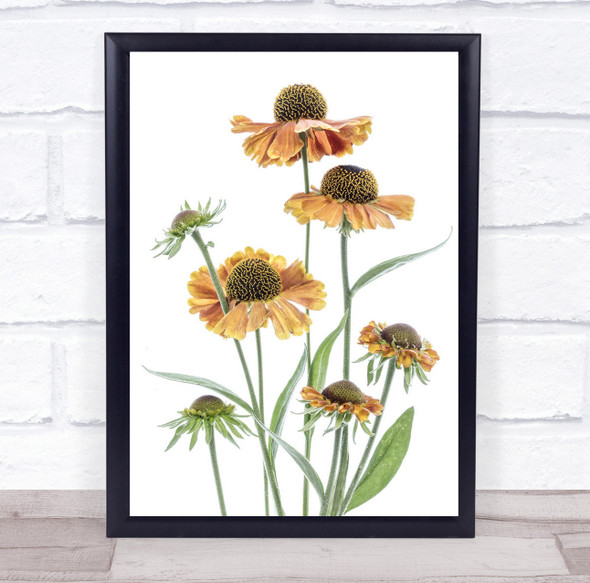 Helenium Garden Plant Flower Floral Flora High-Key Yellow Wall Art Print