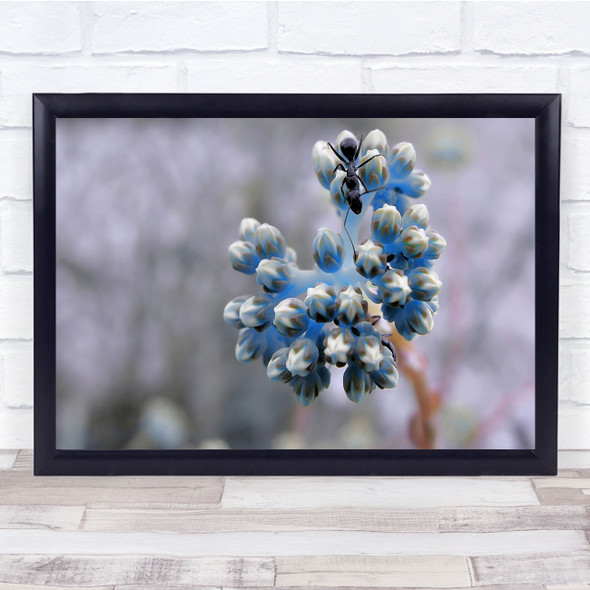 Ant Flower Macro Bokeh Buds Bud Spring The Earth Is Blue Wall Art Print