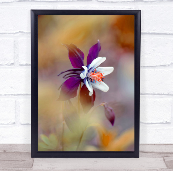 Aquilegia Columbine Red Flower Flora Bloom Floral Single Wall Art Print