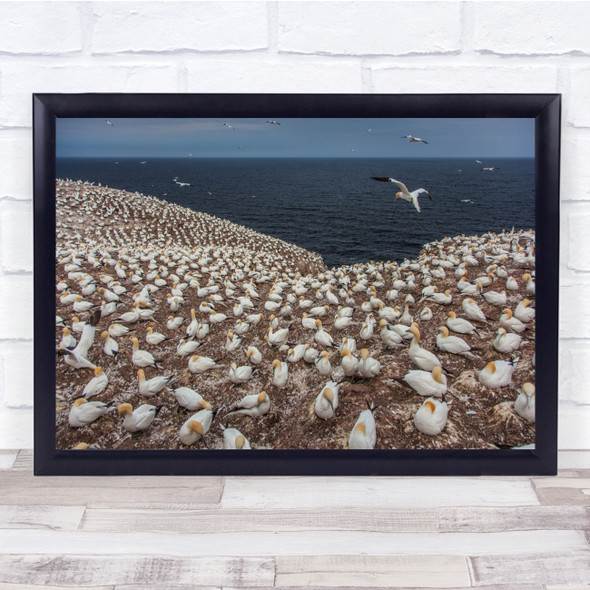 Gannets Northerngannets Canada Quebec Perce Birds flying Wall Art Print