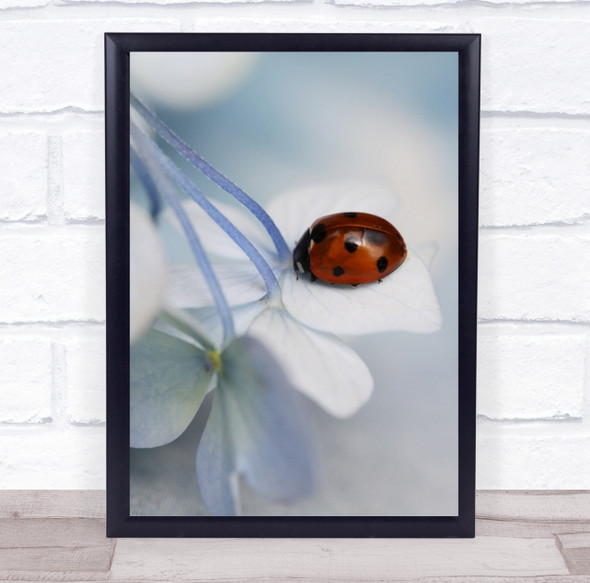 Holland Flower Netherlands Ladybird Ladybug Macro Tender Wall Art Print