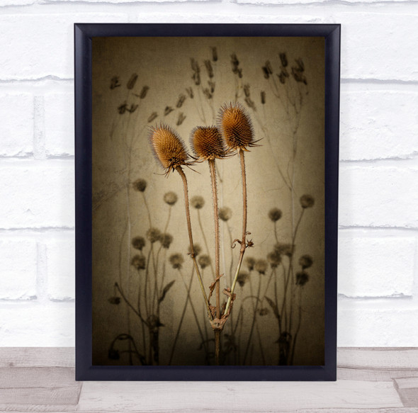 Art Creative Mood Plant Prickly Still Life Teasel Thorn Wall Art Print