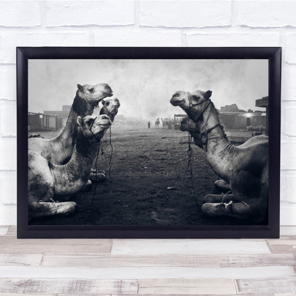 Documentary Animal Animals Camel Camles Shepherd Market Wall Art Print