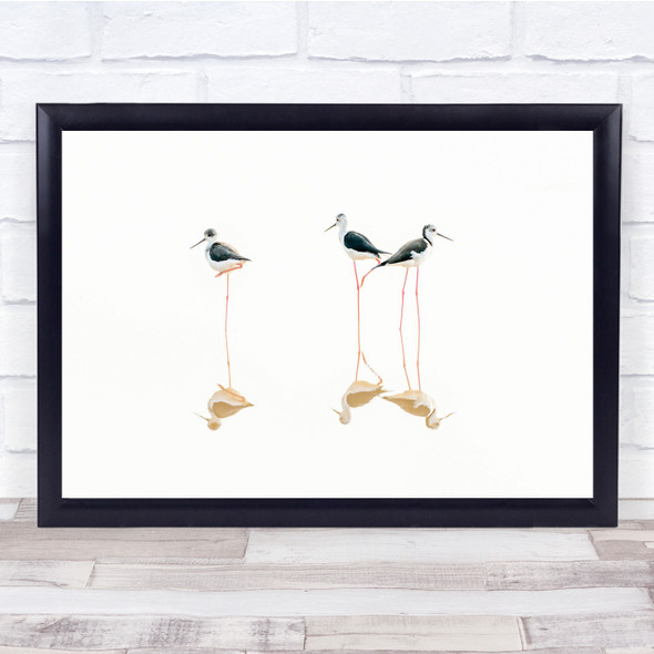 Wildlife Thailand Black-Winged Stilts Nature reflection Wall Art Print