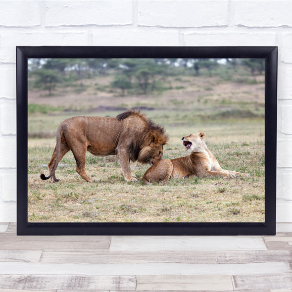 Landscape Africa Tanzania Lion Lioness Mating Flirting Wall Art Print