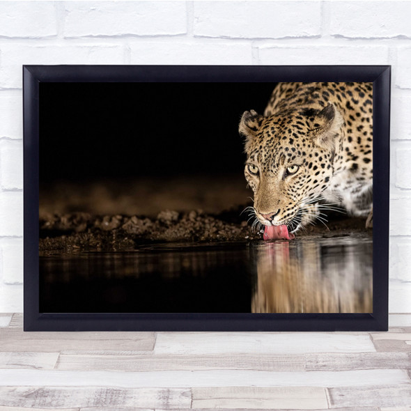 Wildlife Nature Animal Animals Reflection Tongue Drink Wall Art Print