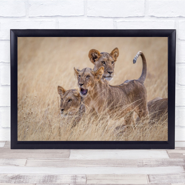 Boys At Play leopards together in wilderness wildlife Wall Art Print