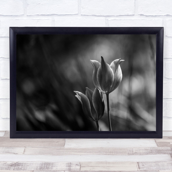 Flowers Tulips Black & White Macro Bokeh Garden Tulip Wall Art Print