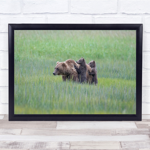 landscape wildlife nature brown bear and cubs peaking Wall Art Print