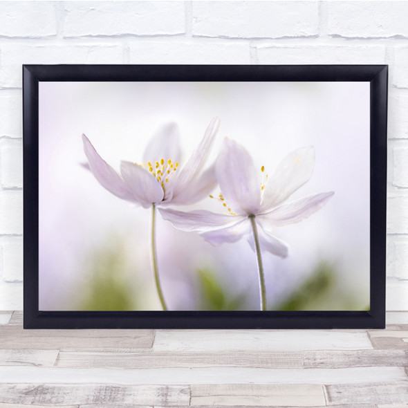 Nemorosa Spring Woodland Floral Close-Up Pink Anemone Wall Art Print