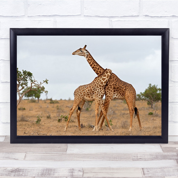 Giraffes Necking Wrestling Kenya Giraffe Hug Embrace Wall Art Print